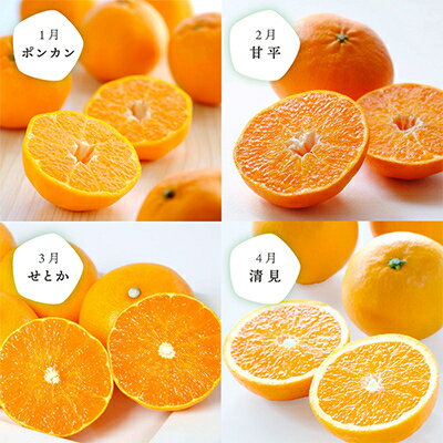 【ふるさと納税】【発送月固定定期便】食べ切り少量サイズ 愛媛の人気品種!柑橘定期便(秀品)全12回【H25-156】【配送不可地域：離島】【4012890】 サムネイル2