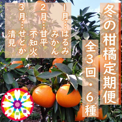 【発送月固定定期便】愛咲果樹園「冬の柑橘定期便」(1月～3月)全3回【F71-20】_ みかん ミカン 柑橘 くだもの 果物 フルーツ 青果 定期便 甘平 不知火 せとか きよみ 清見 しらぬい 常温 デザート 産地直送 産直 愛媛 人気 【4013391】