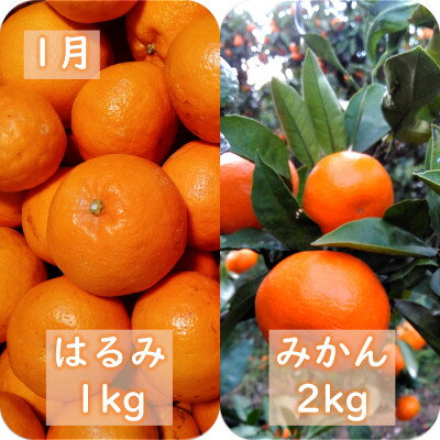 【ふるさと納税】【発送月固定定期便】愛咲果樹園「冬の柑橘定期便」(1月～3月)全3回【F71-20】_ みかん ミカン 柑橘 くだもの 果物 フルーツ 青果 定期便 甘平 不知火 せとか きよみ 清見 しらぬい 常温 デザート 産地直送 産直 愛媛 人気 【4013391】 サムネイル2