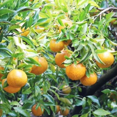 【ふるさと納税】若水の香りきわ立つ「西宇和ポンカン」約4kg【C28-4】【1119725】 サムネイル2