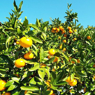 【ふるさと納税】【2024年11月以降発送】濃厚な味わい「和」なごみ(みなの共選・家庭用)約5kg【C28-28】_ みかん 柑橘 訳あり フルーツ 果物 くだもの 傷 規格外 家庭用 なごみ 和 人気 おすすめ 送料無料 愛媛県 八幡浜市 【1122343】 サムネイル2