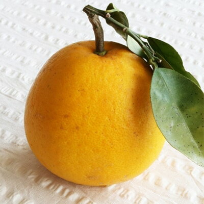 【ふるさと納税】小林果園の河内晩柑(約5kg)【C24-26】_ グレープフルーツ 晩柑 文旦 フルーツ 果物 みかん ミカン オレンジ 旬 送料無料 【1124432】 サムネイル2