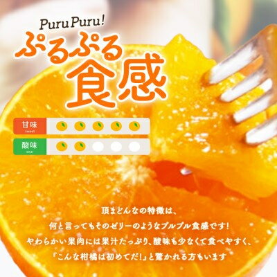 【ふるさと納税】紅まどんなと同じ品種《頂まどんな》ご家庭用 3kg 【E31-22】_ みかん 蜜柑 ミカン フルーツ くだもの 果物 人気 美味しい 愛媛県 八幡浜市 家庭用 ふるさと 柑橘類 柑橘 【1329228】 サムネイル2