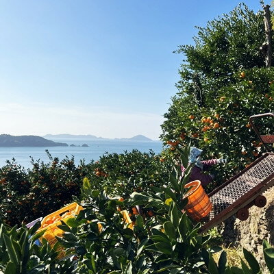 【ふるさと納税】自然の恵み!「ガキ大将」3kg(大玉サイズ)日の丸みかん/2箱セット/ご家庭用【C79-12】【1452035】 サムネイル3