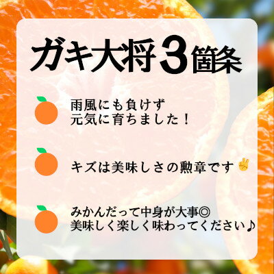 【ふるさと納税】自然の恵み!「ガキ大将」3kg(L/Mサイズ)/日の丸みかん/ご家庭用/2箱セット【C79-15】【1452038】 サムネイル2