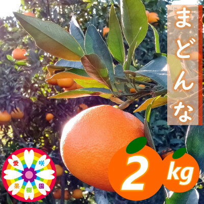 愛咲果樹園「 まどんな 」約2kg 【C71-9】_ ミカン みかん マドンナ 2kg 常温 フルーツ 果物 くだもの 家庭用 人気 柑橘 かんきつ 愛媛 旬 産地直送 産直 季節限定 高級 限定 芳醇 甘い 【1339051】