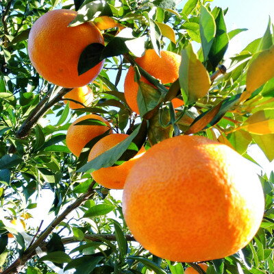 【ふるさと納税】愛咲果樹園「 まどんな 」約2kg 【C71-9】_ ミカン みかん マドンナ 2kg 常温 フルーツ 果物 くだもの 家庭用 人気 柑橘 かんきつ 愛媛 旬 産地直送 産直 季節限定 高級 限定 芳醇 甘い 【1339051】 サムネイル3