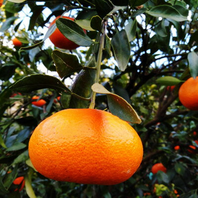 【ふるさと納税】愛咲果樹園 「 甘平 」約2kg【C71-11】_ みかん ミカン 果物 フルーツ くだもの 国産 高級 柑橘 かんぺい 愛媛 甘い ジューシー 人気 旬 限定 果肉 【1344718】 サムネイル3