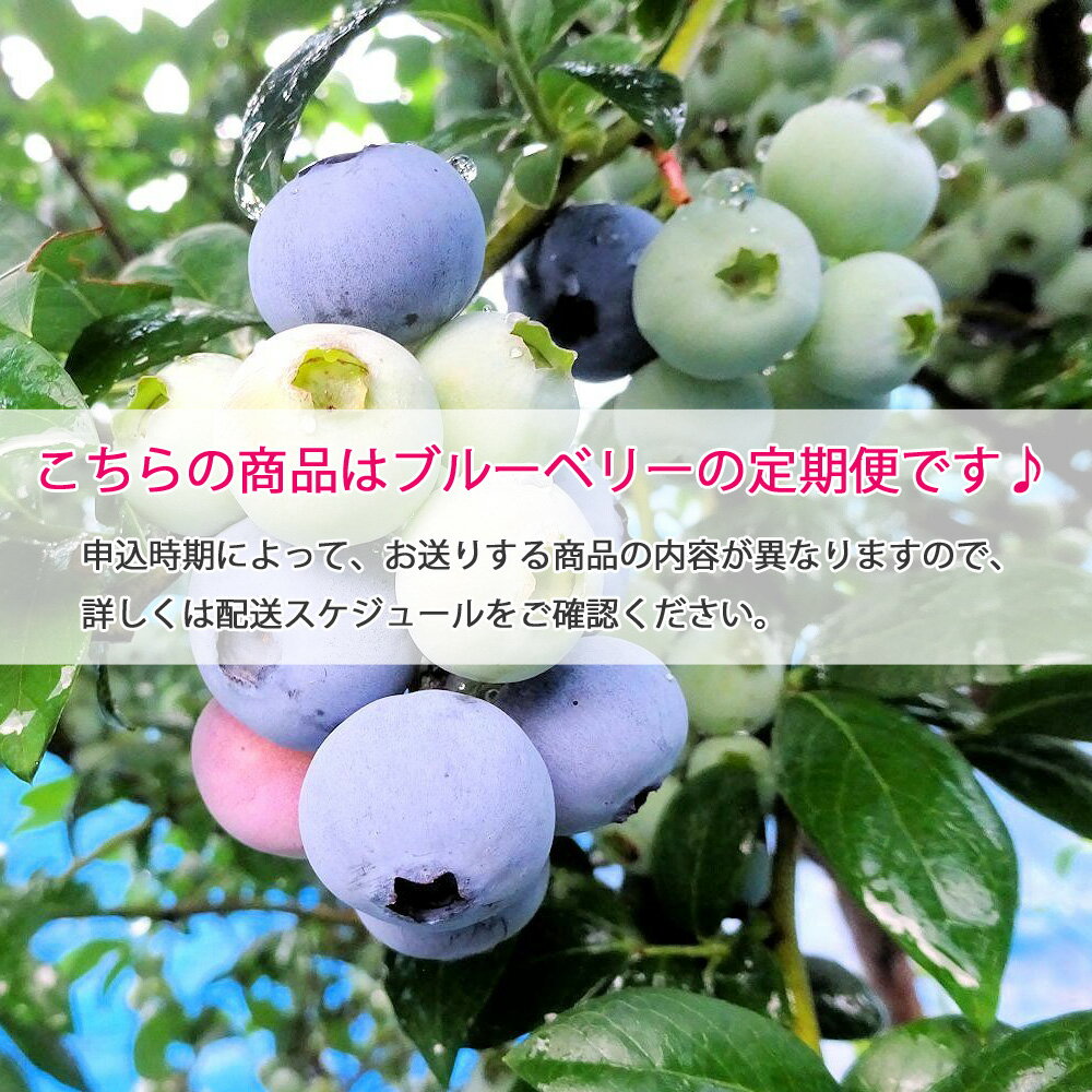 【ふるさと納税】【定期便】 ブルーベリー三昧 Bセット（約17kg／9回発送） 完熟生ブルーベリー（8月中旬以降は冷凍ブルーベリー） エコえひめ認証 サムネイル2