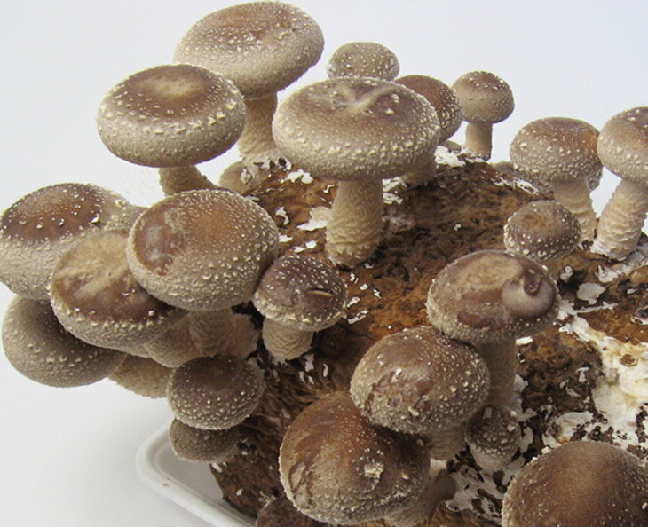 【ふるさと納税】 しいたけ栽培キット にょきっと サムネイル3