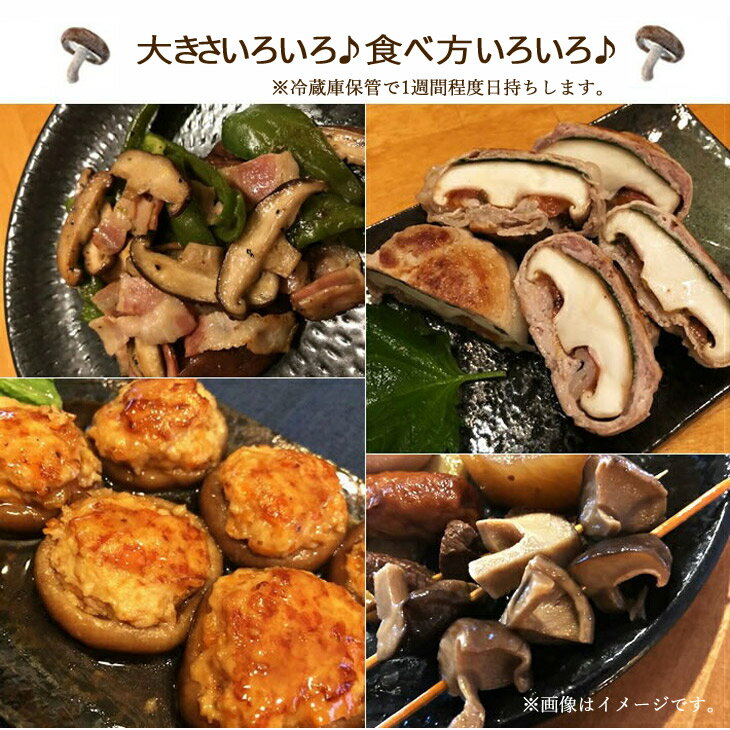 【ふるさと納税】【訳あり】 菌床 生しいたけ ふぞろいのしいたけ達 1kg 愛媛 新居浜産 大きさ 形状 無選別 クール便 ご家庭用 - 画像2