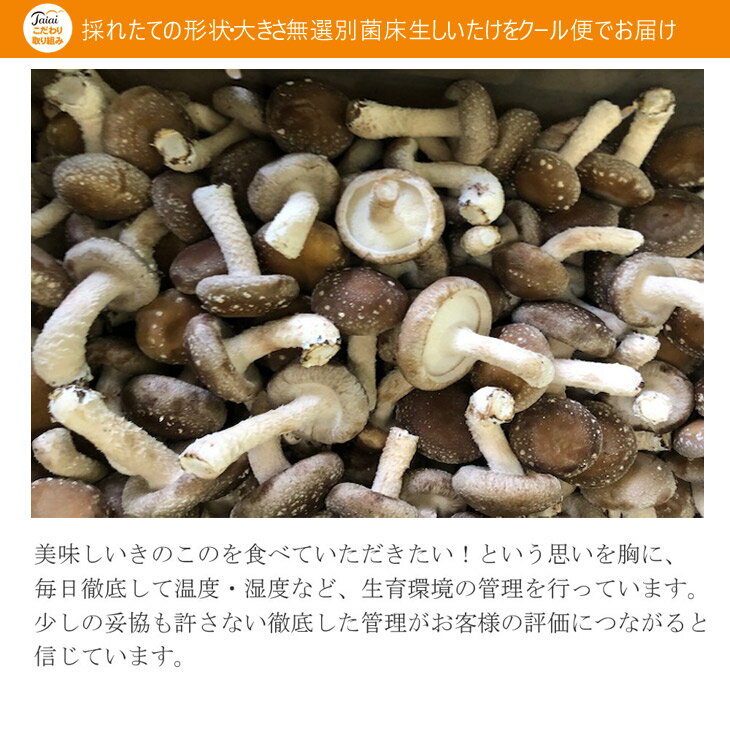 【ふるさと納税】【訳あり】 菌床 生しいたけ ふぞろいのしいたけ達 1kg 愛媛 新居浜産 大きさ 形状 無選別 クール便 ご家庭用 - 画像3