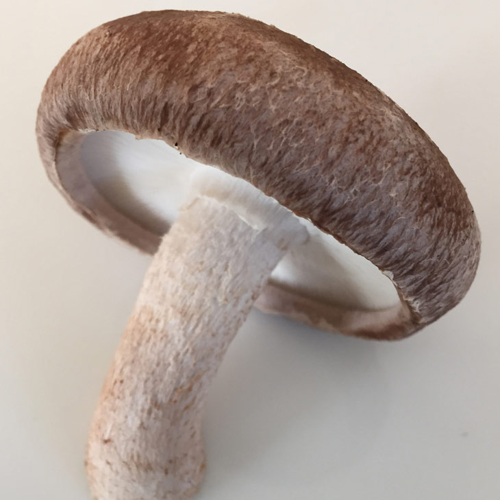 【ふるさと納税】☆採れたて新鮮定期便(1kg×5ヵ月)☆ 厳選！！新居浜産菌床生しいたけ 1kgを毎月お届け！！(合計5回) - 画像2