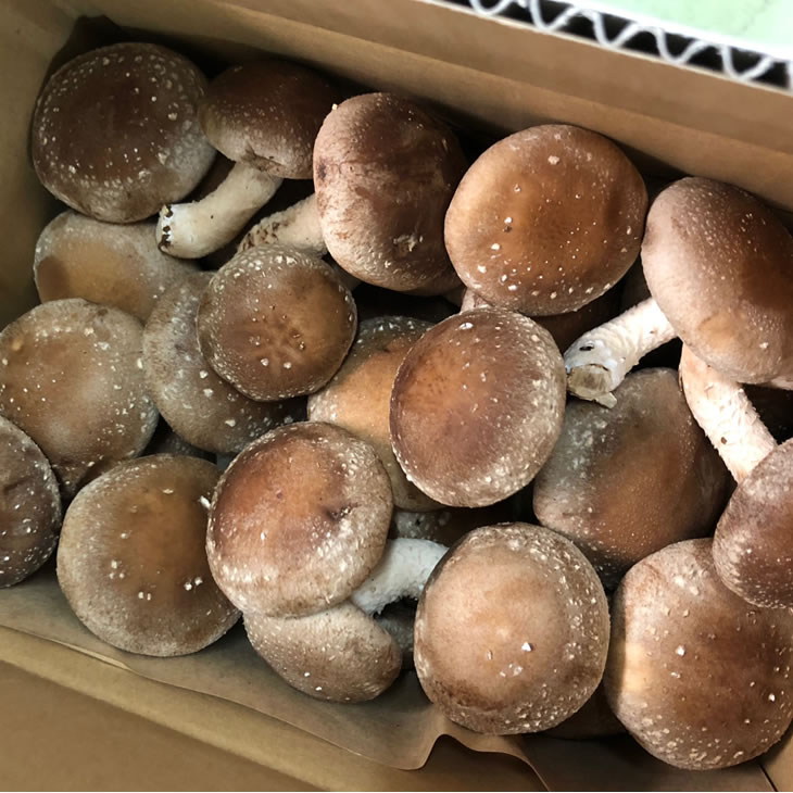 【ふるさと納税】☆採れたて新鮮定期便(1kg×5ヵ月)☆ 厳選！！新居浜産菌床生しいたけ 1kgを毎月お届け！！(合計5回) - 画像3