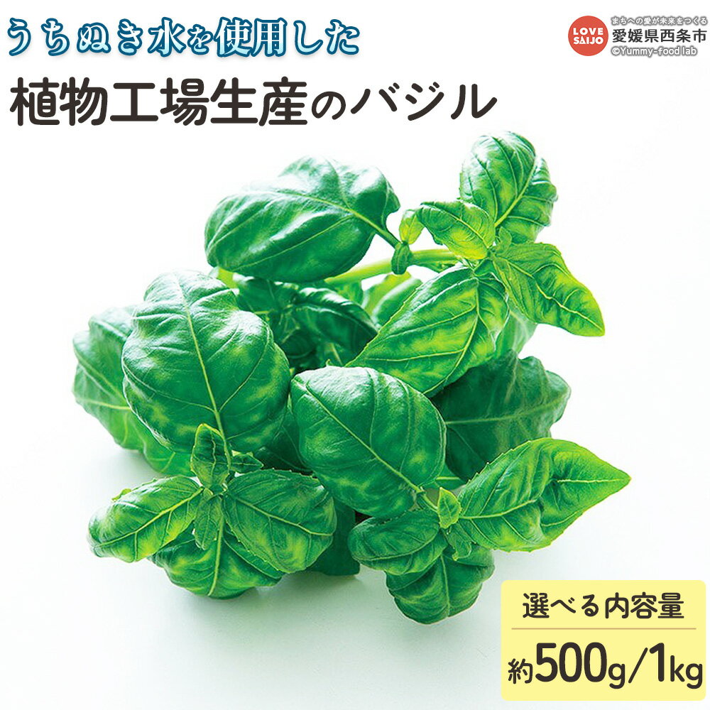 ＜うちぬき水を使用した植物工場生産のバジル 約500g/約1kg＞ ※翌月末迄に順次出荷します。選べる内容量 1000g ハーブ 天候に左右されない 農薬不使用 安定的に栽培可能 食物繊維 鉄分 ビタミン イタリア料理 パスタ ソース 愛翔 愛媛県 西条市 【常温】