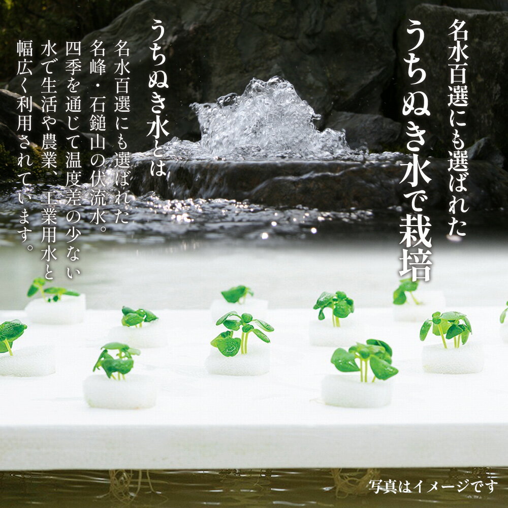 【ふるさと納税】＜うちぬき水を使用した植物工場生産のバジル 約500g/約1kg＞ ※翌月末迄に順次出荷します。選べる内容量 1000g ハーブ 天候に左右されない 農薬不使用 安定的に栽培可能 食物繊維 鉄分 ビタミン イタリア料理 パスタ ソース 愛翔 愛媛県 西条市 【常温】 - 画像2