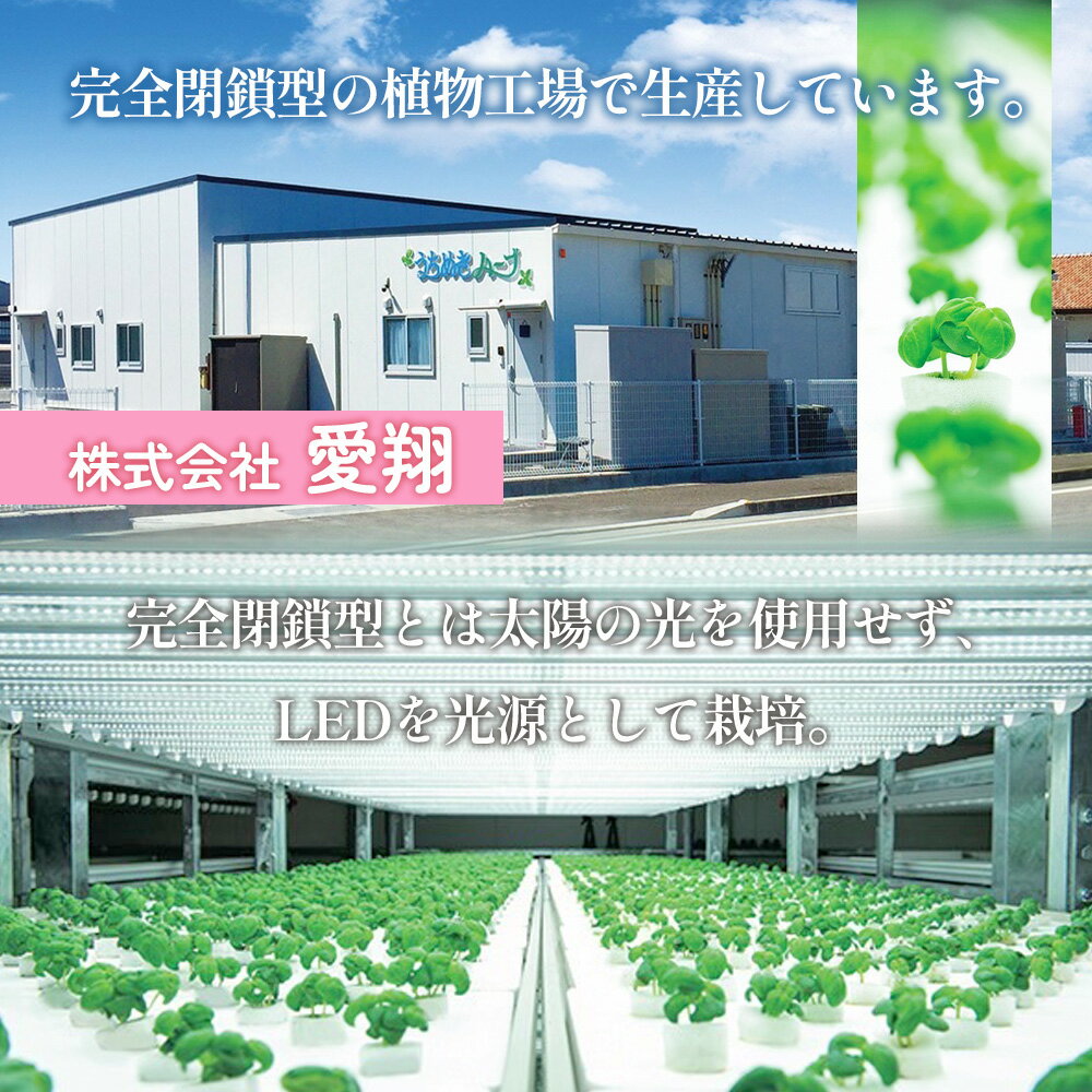 【ふるさと納税】＜うちぬき水を使用した植物工場生産のバジル 約500g/約1kg＞ ※翌月末迄に順次出荷します。選べる内容量 1000g ハーブ 天候に左右されない 農薬不使用 安定的に栽培可能 食物繊維 鉄分 ビタミン イタリア料理 パスタ ソース 愛翔 愛媛県 西条市 【常温】 - 画像3