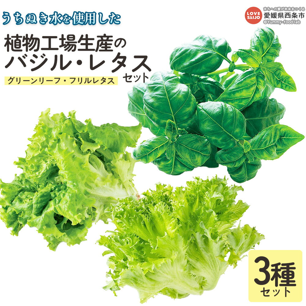 ＜うちぬき水を使用した植物工場生産のバジル・レタスセット＞ ※翌月末迄に順次出荷します。 ハーブ グリーンリーフ フリルレタス 天候に左右されない 農薬不使用 安定的に栽培可能 食物繊維 鉄分 イタリア料理 パスタ ソース 愛翔 愛媛県 西条市 【冷蔵】