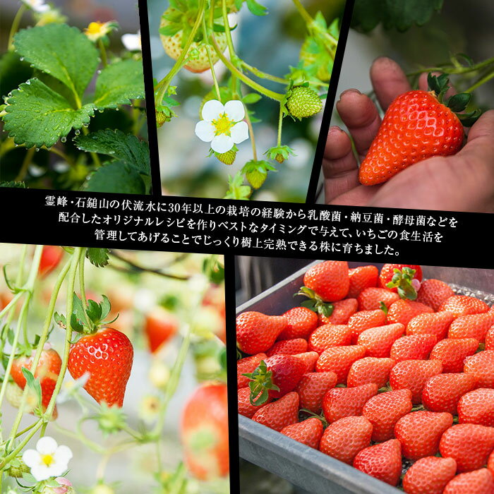 【ふるさと納税】＜摘みたて完熟いちご「ひのいちご」720g（180g×4パック）＞ ※2025年11月末から12月末迄に順次出荷 苺 イチゴ 果物 くだもの フルーツ ストロベリー 新鮮 旬 期間限定 産地直送 ひのいちご園 愛媛県 西条市 【冷蔵】【JP】 サムネイル2