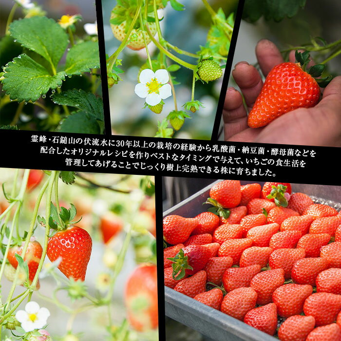 【ふるさと納税】＜摘みたて完熟いちご「愛〜めぐみ〜」（4トレー入り）＞ ※2025年11月末から12月末迄に順次出荷 約1kg 苺 イチゴ 果物 くだもの フルーツ 株式会社ひのいちご園 愛媛県 西条市 【冷蔵】【JP】 サムネイル2