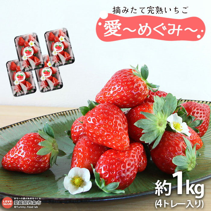 ＜摘みたて完熟いちご「愛〜めぐみ〜」（4トレー入り）＞ ※2025年11月末から12月末迄に順次出荷 約1kg 苺 イチゴ 果物 くだもの フルーツ 株式会社ひのいちご園 愛媛県 西条市 【冷蔵】【JP】
