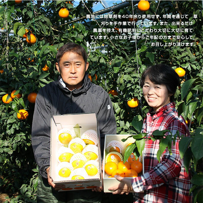 【ふるさと納税】＜極上希少な愛媛の柑橘詰め合わせセット 「極上愛果28号＆完熟夢みかん」＞※2025年12月中旬～12月下旬迄に順次出荷します。 愛媛オリジナル高級品種 愛媛果試第28号 ミカン 蜜柑 果物 フルーツ 柑橘 食べ比べ 茨木農園 愛媛県 西条市 【常温】 サムネイル3