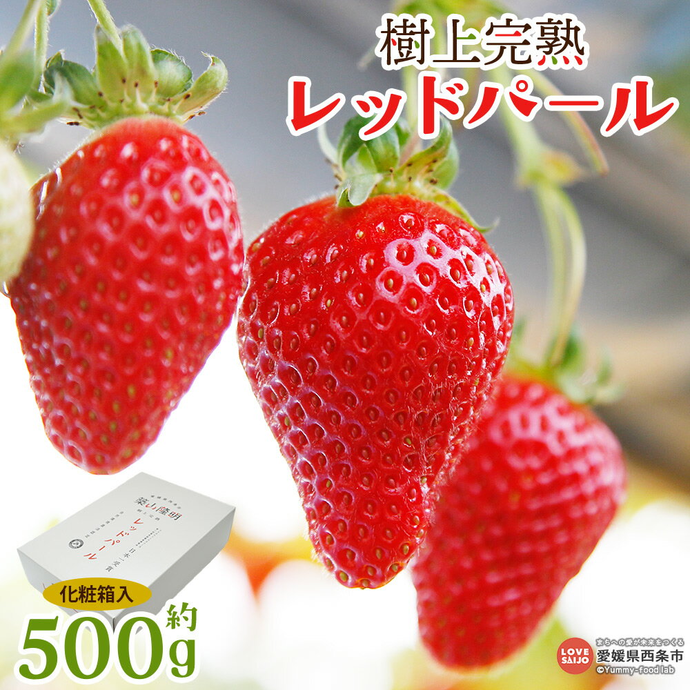 ＜樹上完熟 レッドパール 約500g 化粧箱入り(9玉、12玉、15玉のいずれか)＞ ※2026年2月上旬から4月末迄に順次出荷 イチゴ 苺 果物 くだもの フルーツ 数量限定 期間限定 株式会社いちごマム 愛媛県 西条市 【冷蔵】