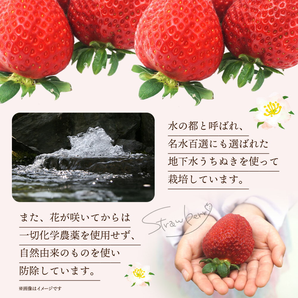 【ふるさと納税】＜樹上完熟 レッドパール 約500g 化粧箱入り(9玉、12玉、15玉のいずれか)＞ ※2026年2月上旬から4月末迄に順次出荷 イチゴ 苺 果物 くだもの フルーツ 数量限定 期間限定 株式会社いちごマム 愛媛県 西条市 【冷蔵】 サムネイル2