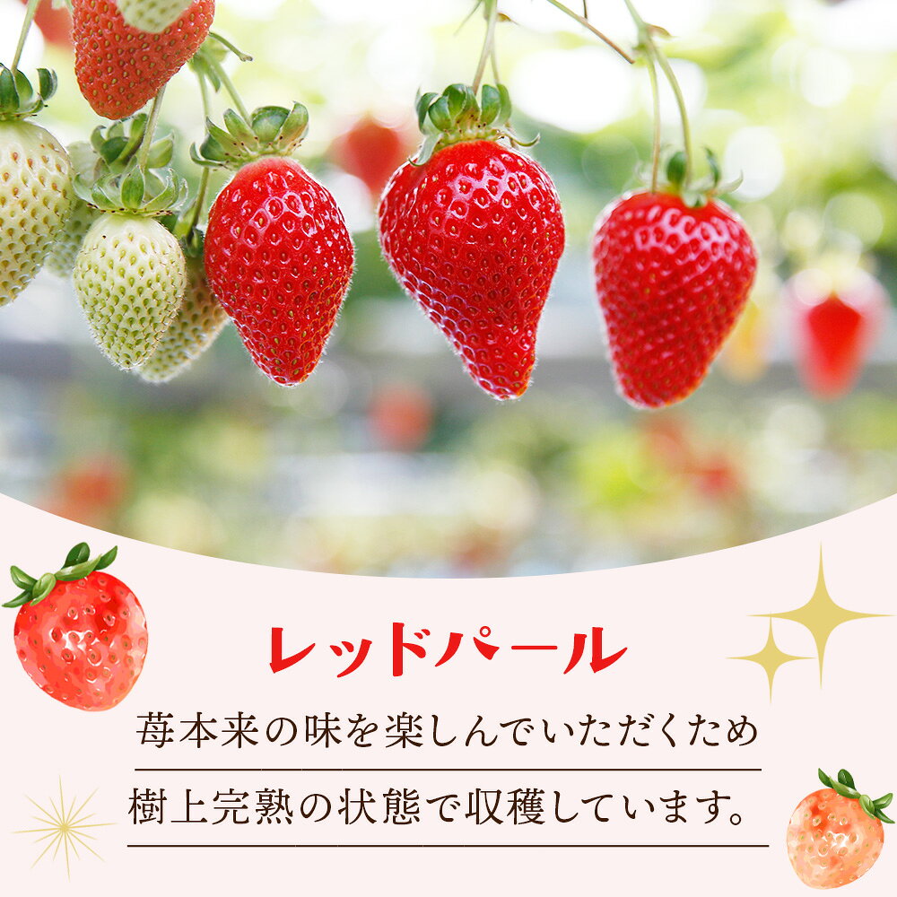【ふるさと納税】＜樹上完熟 レッドパール 約500g 化粧箱入り(9玉、12玉、15玉のいずれか)＞ ※2026年2月上旬から4月末迄に順次出荷 イチゴ 苺 果物 くだもの フルーツ 数量限定 期間限定 株式会社いちごマム 愛媛県 西条市 【冷蔵】 サムネイル3