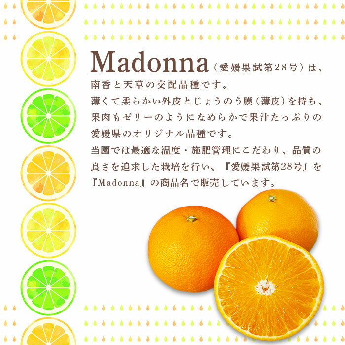 【ふるさと納税】予約受付 まどんな ＜Madonna（愛媛果試第28号） 約3kg 化粧箱 秀品（L～4Lサイズ 8～15玉入)＞ ※2025年12月初旬から2026年1月中旬迄に順次出荷します。マドンナ 柑橘 果物 フルーツ みかん ミカン ギフト 贈答用 贈り物 鴻上農園 愛媛県 西条市 【常温】 サムネイル2