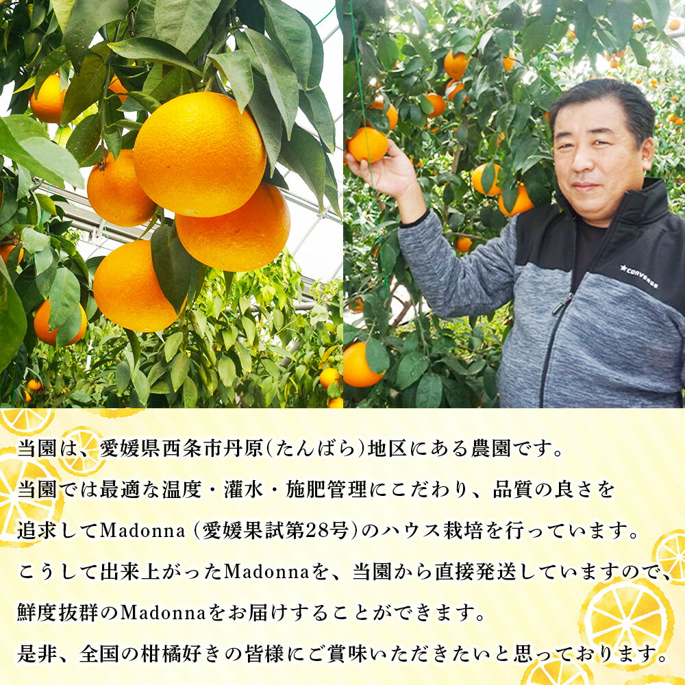 【ふるさと納税】予約受付 まどんな ＜Madonna（愛媛果試第28号） 約3kg 化粧箱 秀品（L～4Lサイズ 8～15玉入)＞ ※2025年12月初旬から2026年1月中旬迄に順次出荷します。マドンナ 柑橘 果物 フルーツ みかん ミカン ギフト 贈答用 贈り物 鴻上農園 愛媛県 西条市 【常温】 サムネイル3