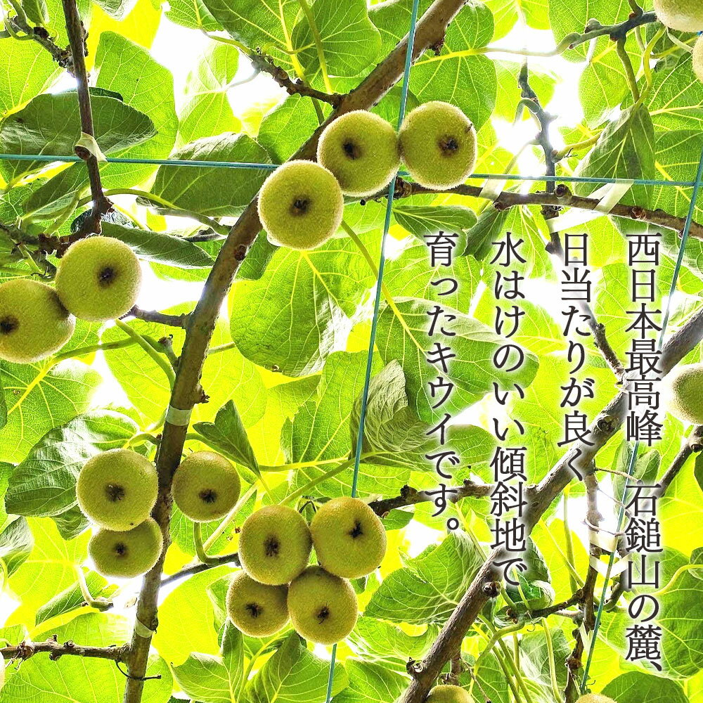 【ふるさと納税】＜西条産の大きめグリーンキウイ 約3kg（中玉～大玉）＞※翌月末より順次出荷します。キューイ キウィ ヘイワード フルーツ ビタミンたっぷり 美容 健康 腸内環境の改善 食物繊維 便秘解消 くだもの 果物 愛媛県 西条市 【常温】 サムネイル2