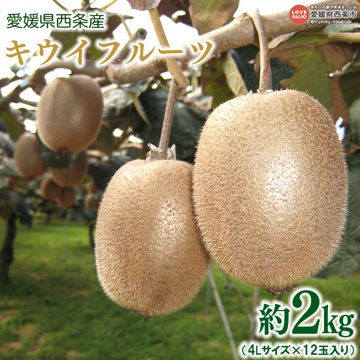 予約受付＜愛媛県西条産 キウイフルーツ 約2kg（4Lサイズ×12玉入り）＞※2026年4月中旬迄に順次出荷します。 フルーツ 果物 くだもの キウイ キュウイ 産地直送 JA周桑 農業協同組合 愛媛県 西条市【常温】