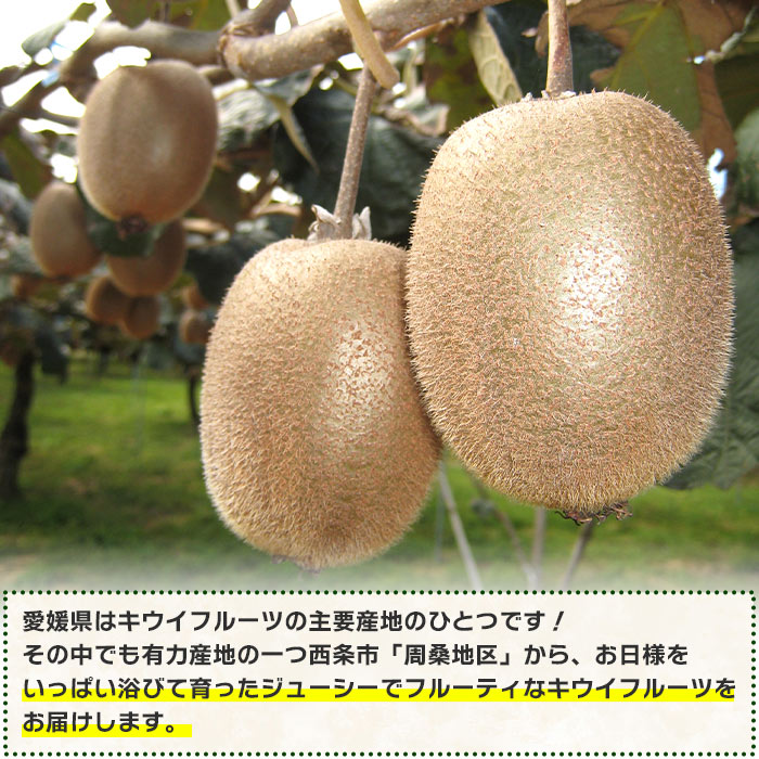 【ふるさと納税】予約受付＜愛媛県西条産 キウイフルーツ 約2kg（4Lサイズ×12玉入り）＞※2026年4月中旬迄に順次出荷します。 フルーツ 果物 くだもの キウイ キュウイ 産地直送 JA周桑 農業協同組合 愛媛県 西条市【常温】 サムネイル2