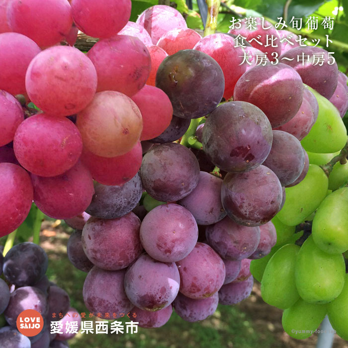 予約受付＜お楽しみ 旬の葡萄 食べ比べセット 大房3〜中房5＞※2026年8月下旬から9月末迄に順次出荷 ブドウ ぶどう 種無し シャインマスカット ネオマスカット ピオーネ ウインク ブラックオリンピア オリエンタルスター 愛媛県 西条市 【冷蔵】