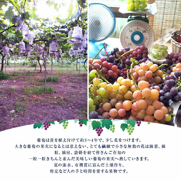予約受付【ふるさと納税】＜お楽しみ 旬の葡萄 食べ比べセット 大房3〜中房5＞※2026年8月下旬から9月末迄に順次出荷 ブドウ ぶどう 種無し シャインマスカット ネオマスカット ピオーネ ウインク ブラックオリンピア オリエンタルスター 愛媛県 西条市 【冷蔵】 - 画像2