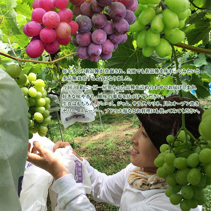 予約受付【ふるさと納税】＜お楽しみ 旬の葡萄 食べ比べセット 大房3〜中房5＞※2026年8月下旬から9月末迄に順次出荷 ブドウ ぶどう 種無し シャインマスカット ネオマスカット ピオーネ ウインク ブラックオリンピア オリエンタルスター 愛媛県 西条市 【冷蔵】 - 画像3