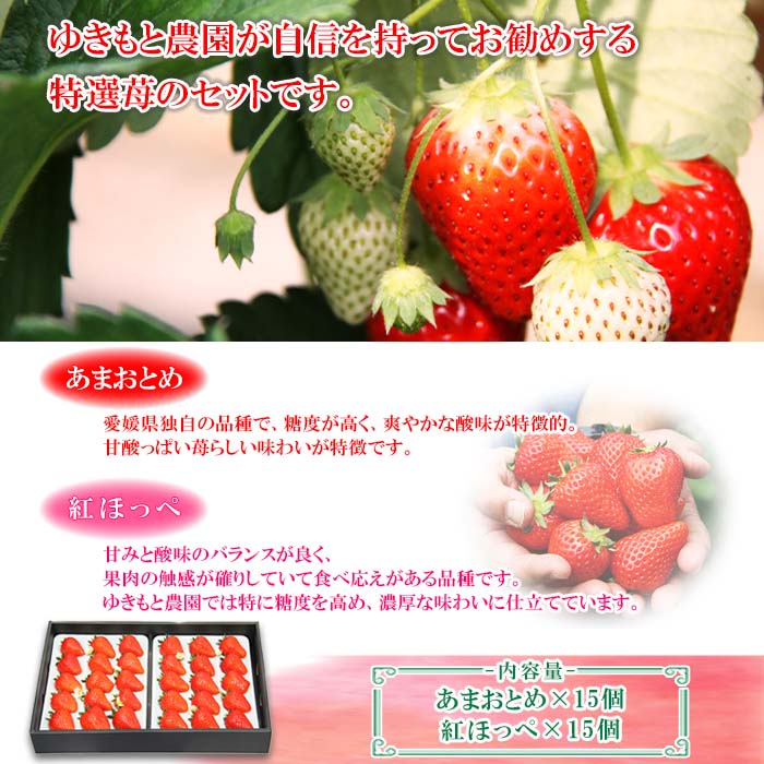 【ふるさと納税】＜水の都 愛媛県西条市産 特選苺あまおとめ 紅ほっぺ 各15個 計30個＞ ※2026年3月中旬迄に順次出荷します。 いちご イチゴ 果物 くだもの フルーツ ゆきもと農園 愛媛県 西条市 【冷蔵】 サムネイル2