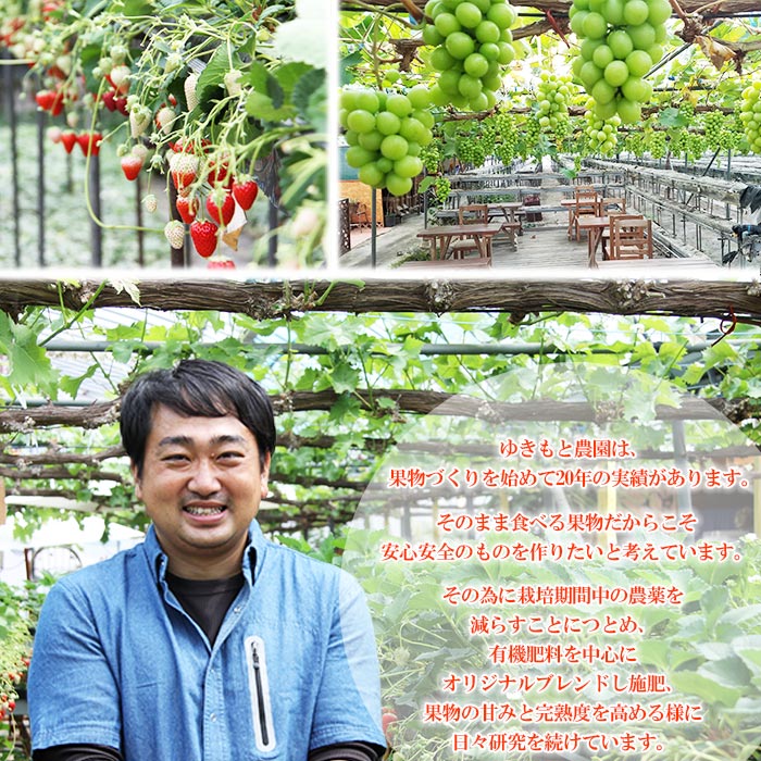 【ふるさと納税】＜水の都 愛媛県西条市産 特選苺あまおとめ 紅ほっぺ 各15個 計30個＞ ※2026年3月中旬迄に順次出荷します。 いちご イチゴ 果物 くだもの フルーツ ゆきもと農園 愛媛県 西条市 【冷蔵】 サムネイル3