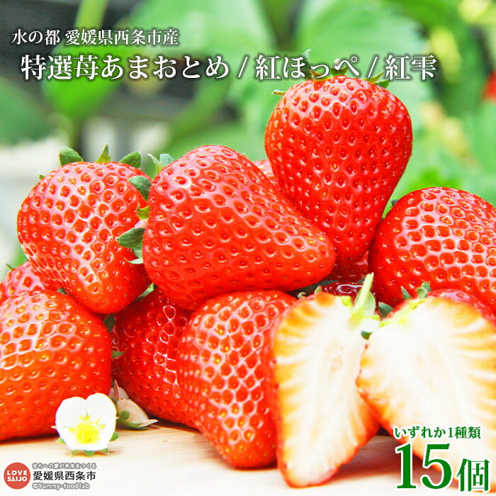 水の都 愛媛県西条市産＜特選苺あまおとめ 紅ほっぺ 紅雫 いずれか15個＞ ※2026年3月中旬迄に順次出荷します。 いちご イチゴ 果物 くだもの フルーツ ゆきもと農園 愛媛県 西条市 【冷蔵】