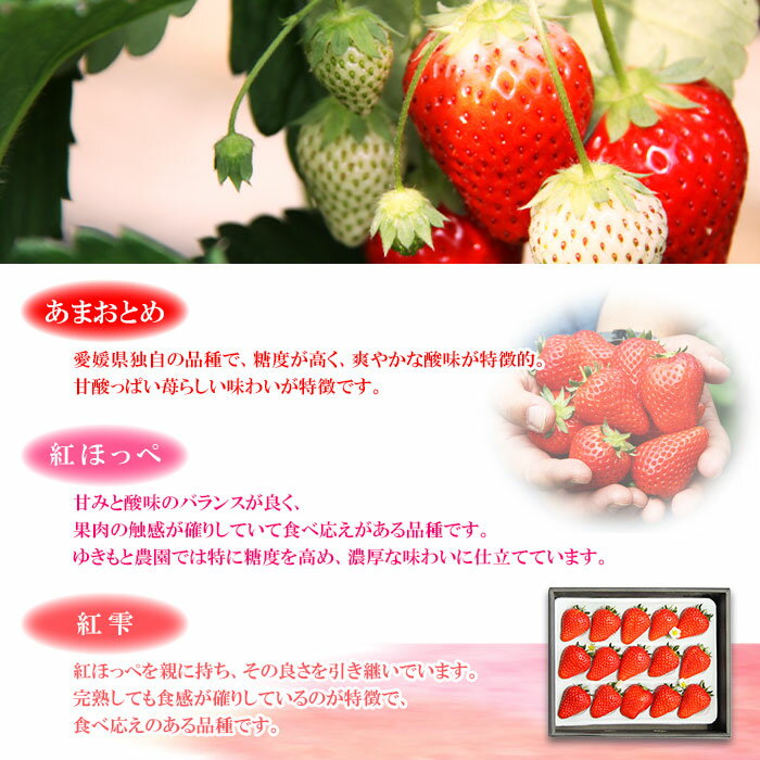 【ふるさと納税】水の都 愛媛県西条市産＜特選苺あまおとめ 紅ほっぺ 紅雫 いずれか15個＞ ※2026年3月中旬迄に順次出荷します。 いちご イチゴ 果物 くだもの フルーツ ゆきもと農園 愛媛県 西条市 【冷蔵】 サムネイル2