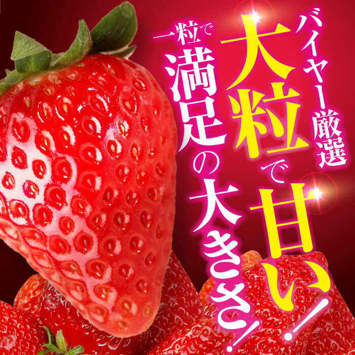 【ふるさと納税】いちご 【先行予約】【2026年1月上旬から順次発送】いちご 紅ほっぺ 24粒 | 人気 おすすめ ランキング おいしい 甘い 苺 果物 フルーツ 苺 イチゴ 大粒 高級 送料無料 デザート スイーツ 愛媛県産 大洲市/有限会社西山青果[AGAR001] 10000 10000円 以上 サムネイル2