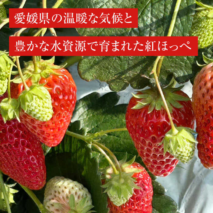 【ふるさと納税】いちご 【先行予約】【2026年1月上旬から順次発送】いちご 紅ほっぺ 24粒 | 人気 おすすめ ランキング おいしい 甘い 苺 果物 フルーツ 苺 イチゴ 大粒 高級 送料無料 デザート スイーツ 愛媛県産 大洲市/有限会社西山青果[AGAR001] 10000 10000円 以上 サムネイル3