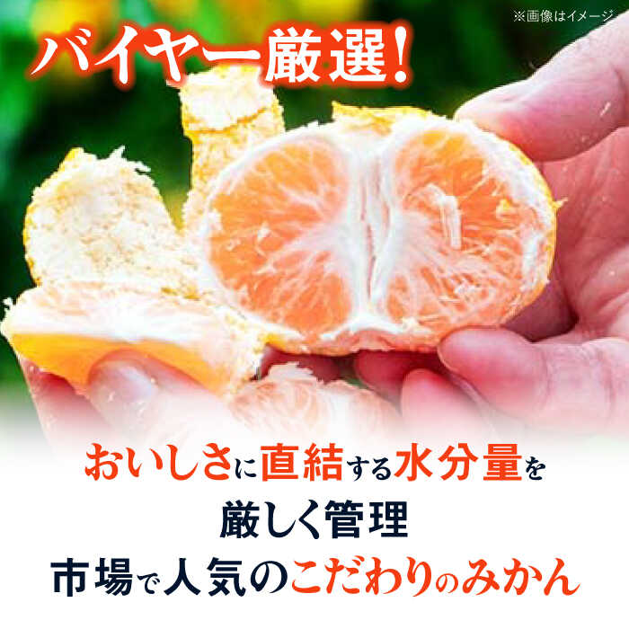 【ふるさと納税】【贈答用】 早生みかん 3kg 大洲市/有限会社西山青果 [AGAR007] 先行予約 みかん ミカン 蜜柑 温州ミカン 温州みかん 果物 くだもの フルーツ 愛媛県産 大洲市産 産地直送 おすすめ 人気 お取り寄せ 送料無料 贈答 ギフト サムネイル3