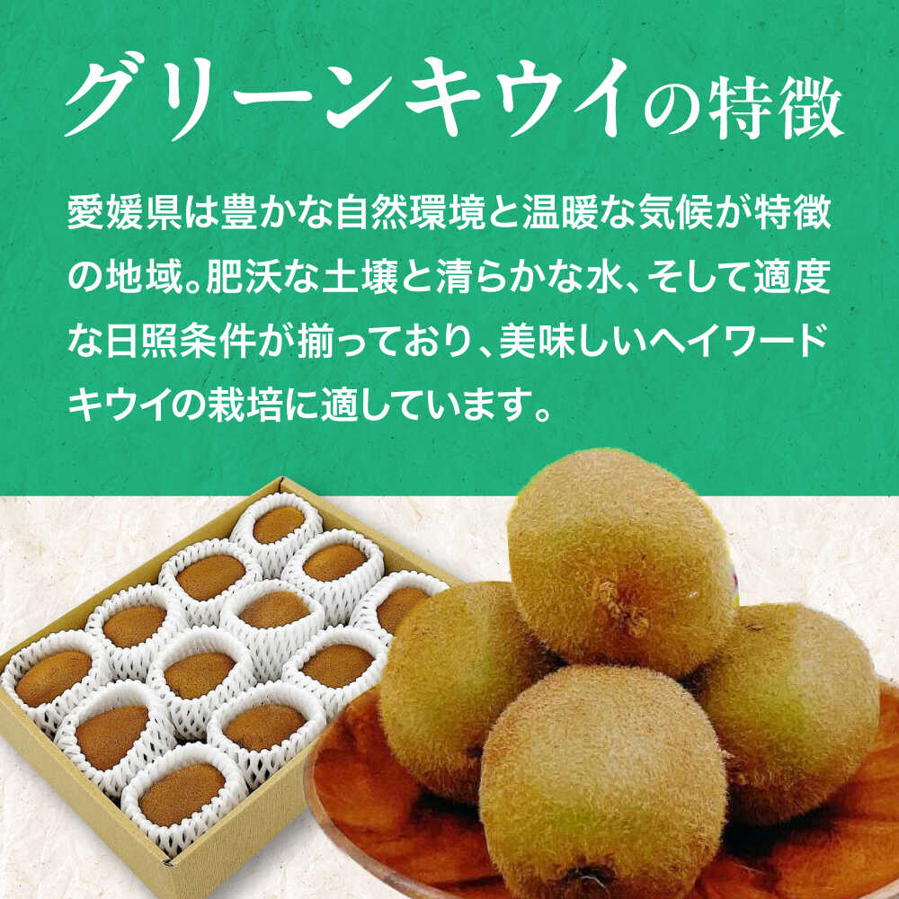 【ふるさと納税】キウイフルーツ【先行予約】【2026年1月中旬から順次発送】愛媛県産 グリーンキウイ 10玉〜12玉入| 人気 おすすめ ランキング おいしい 果物 フルーツ スイーツ デザート 送料無料 お取り寄せ 大洲市/株式会社フジ・アグリフーズ[AGBA016] 10000 10000円 サムネイル3