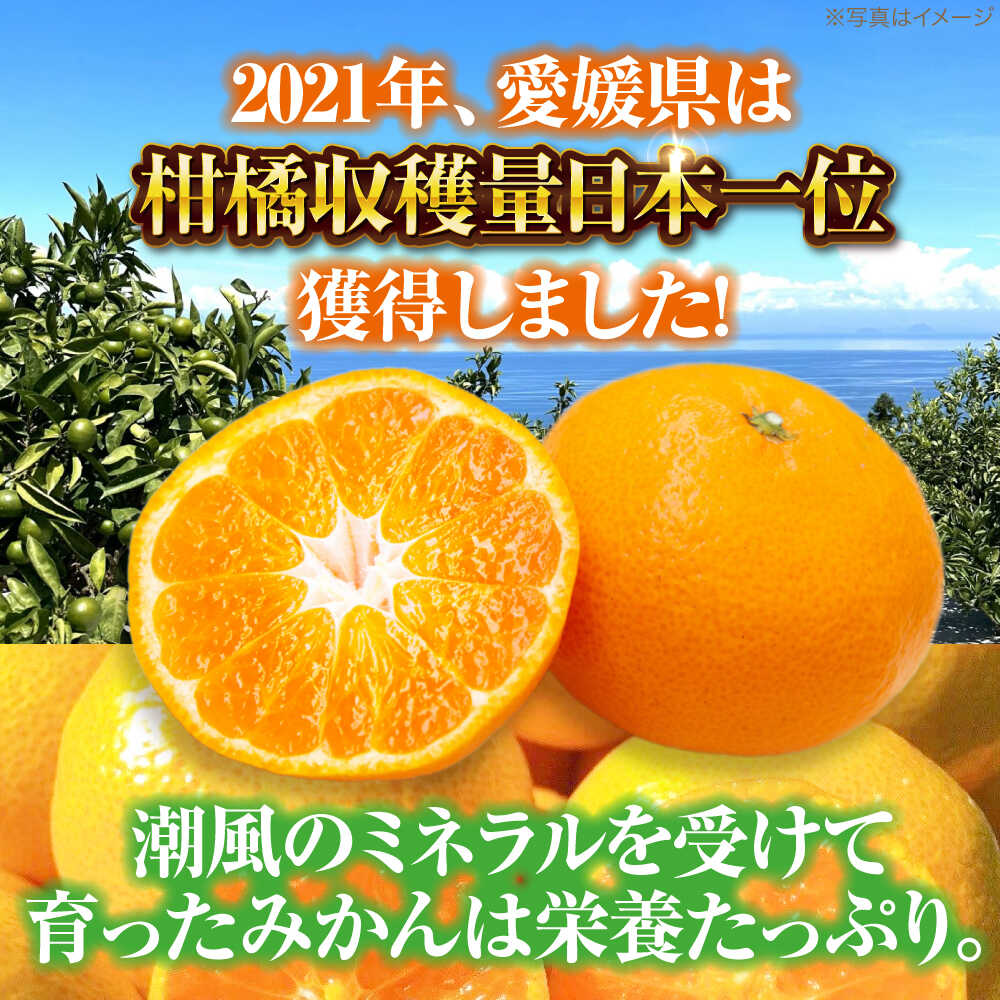 【ふるさと納税】【12月上旬から順次発送】 【選べる容量】温州みかん 2.5～10kg （2S～2L混合サイズ） 大洲市/玉川農園[AGBC005] 先行予約 みかん 蜜柑 温州みかん 果物 くだもの フルーツ 愛媛県産 大洲市産 産地直送 おすすめ 人気 お取り寄せ 送料無料 贈答 ギフト サムネイル2