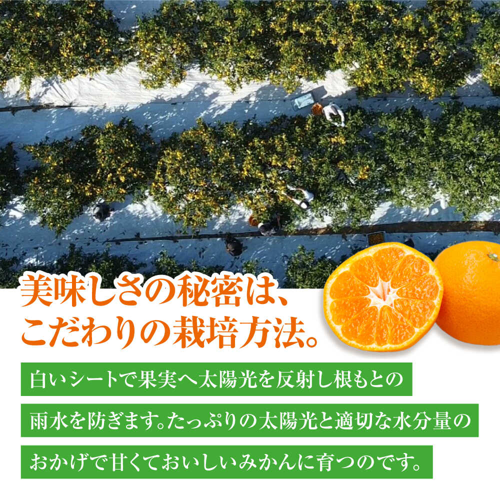 【ふるさと納税】【12月上旬から順次発送】 【選べる容量】温州みかん 2.5～10kg （2S～2L混合サイズ） 大洲市/玉川農園[AGBC005] 先行予約 みかん 蜜柑 温州みかん 果物 くだもの フルーツ 愛媛県産 大洲市産 産地直送 おすすめ 人気 お取り寄せ 送料無料 贈答 ギフト サムネイル3
