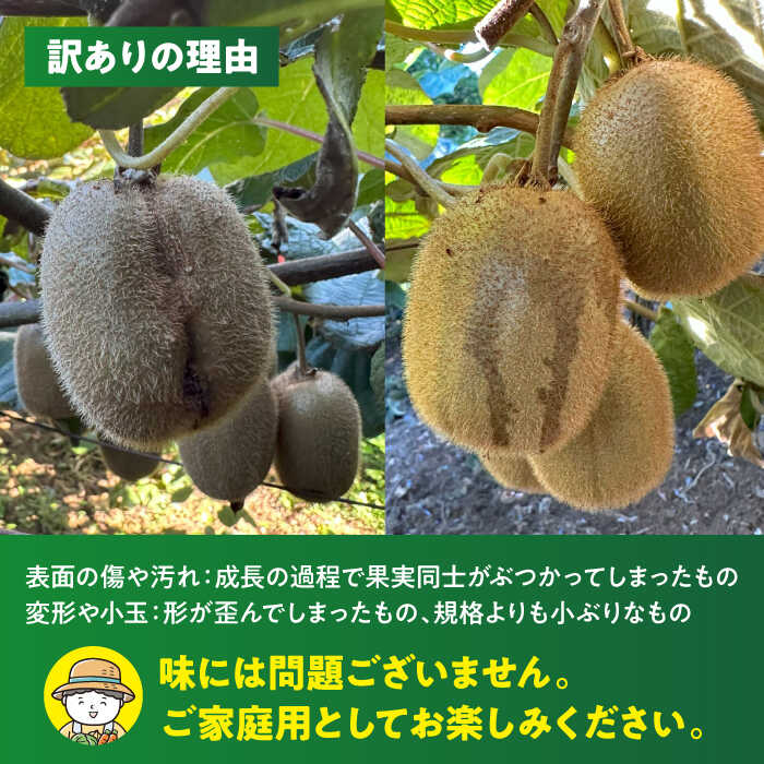 【ふるさと納税】【先行予約】【11月中旬から順次発送】【訳あり】 グリーンキウイ 2kg （約15玉から20玉） 栄養たっぷり！大洲市/玉川農園[AGBC011] 先行予約 キウイ キウイフルーツ 果物 くだもの フルーツ 愛媛県産 大洲市産 産地直送 おすすめ 人気 サムネイル2