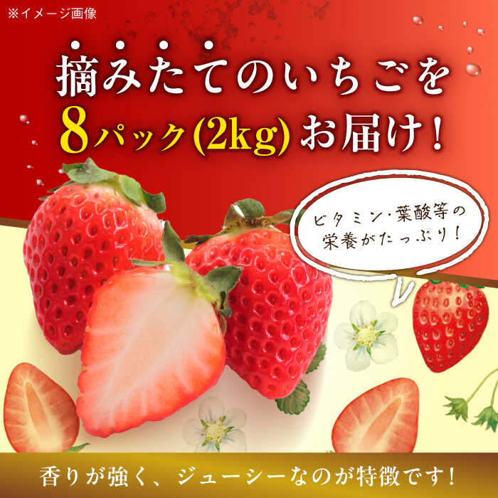 【ふるさと納税】【先行予約】【2026年1月初旬より順次発送】いちご 紅ほっぺ 2kg （8パック） | 人気 おすすめ ランキング おいしい 甘い 大洲市/沢井青果[AGBN027] 20000 20000円 サムネイル2