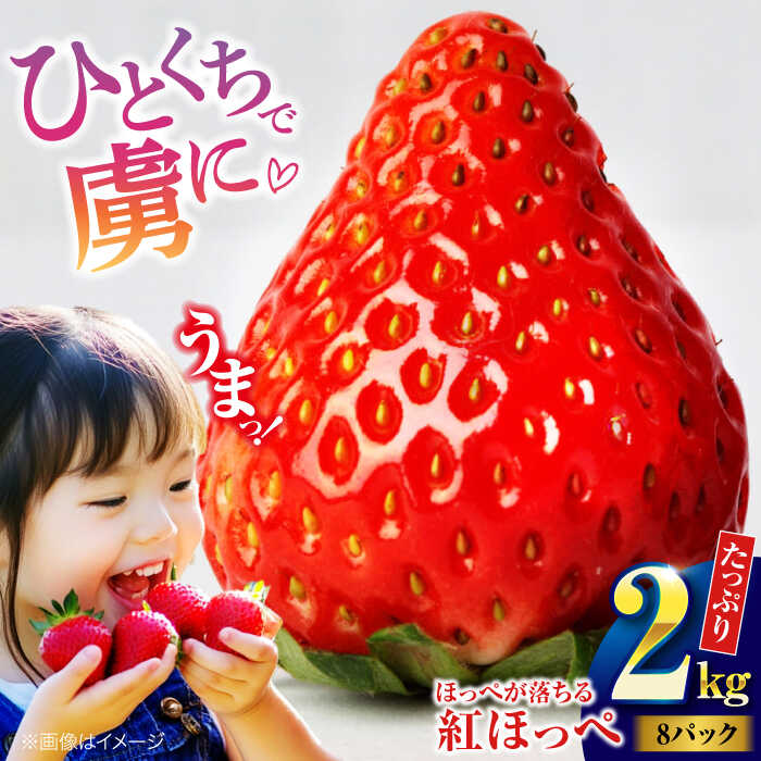 【先行予約】【2026年1月初旬より順次発送】いちご 紅ほっぺ 2kg （8パック） | 人気 おすすめ ランキング おいしい 甘い 大洲市/沢井青果[AGBN027] 20000 20000円